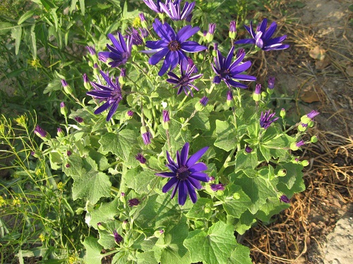 blue anemones.jpg